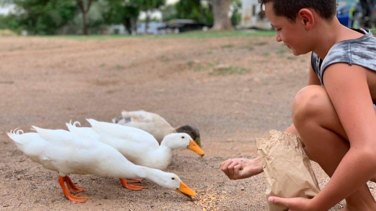 Duck and chook feeding