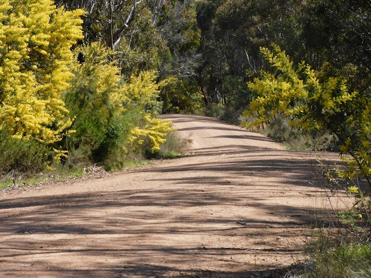 a dirt road winds into the distance with gold and green wattle on either side of the curve