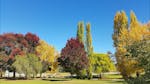 Kangaroo Mob, Lockhart Caravan Park