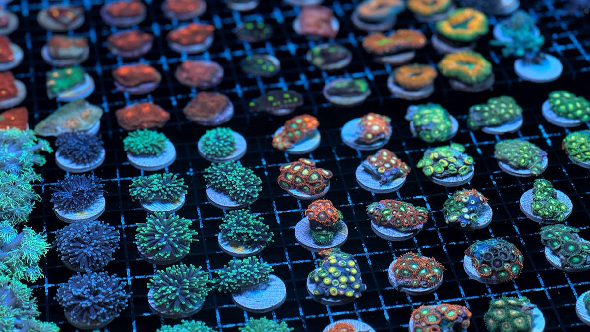 Coral frags growing out in tanks at Monsoon Aquatics Coral Farm Bundaberg