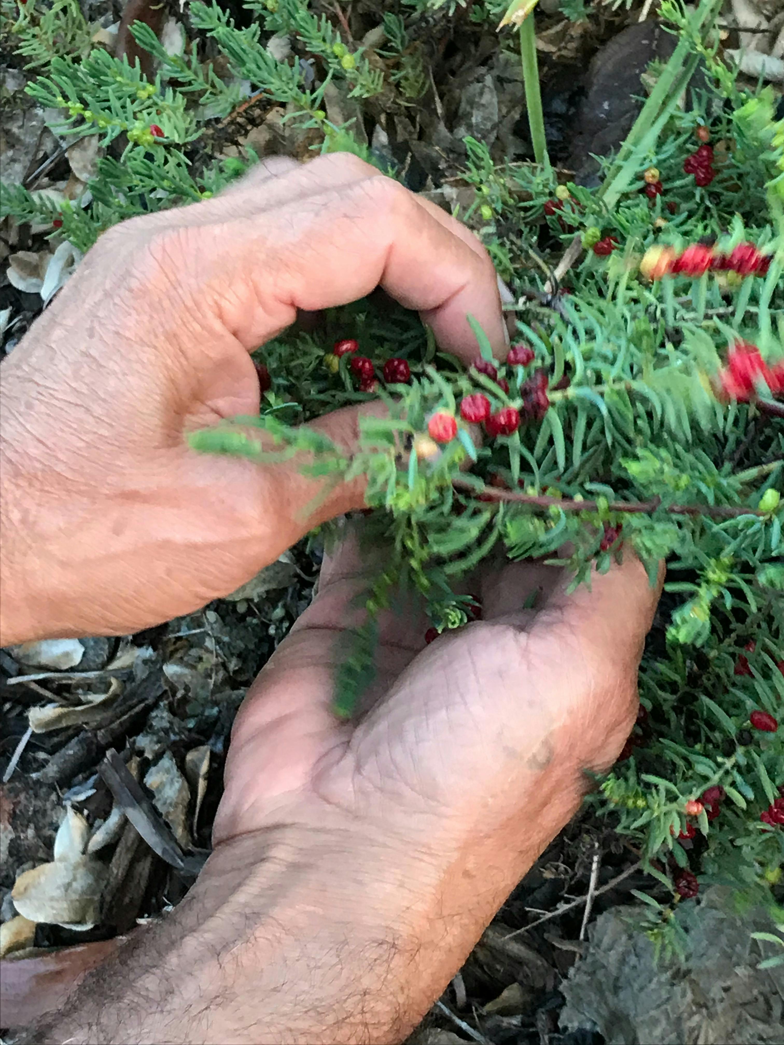 Learn to find bush medicine