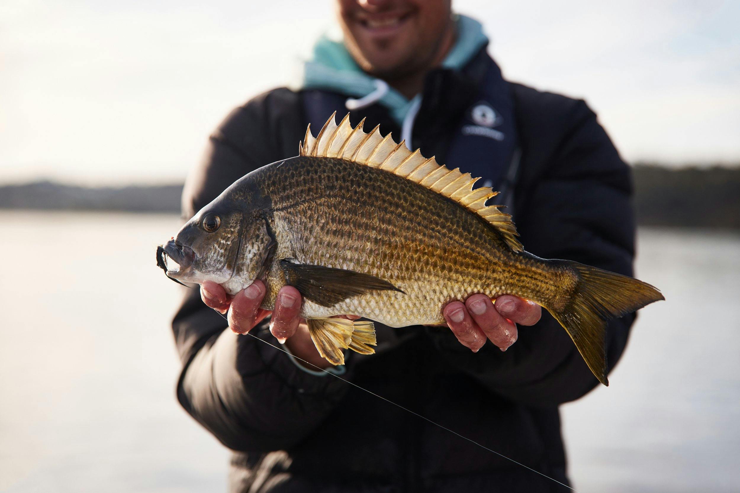 A beautiful River Derwent Black Bream caught on fly
