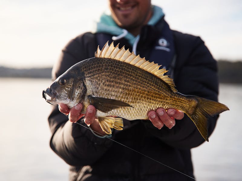 A beautiful River Derwent Black Bream caught on fly