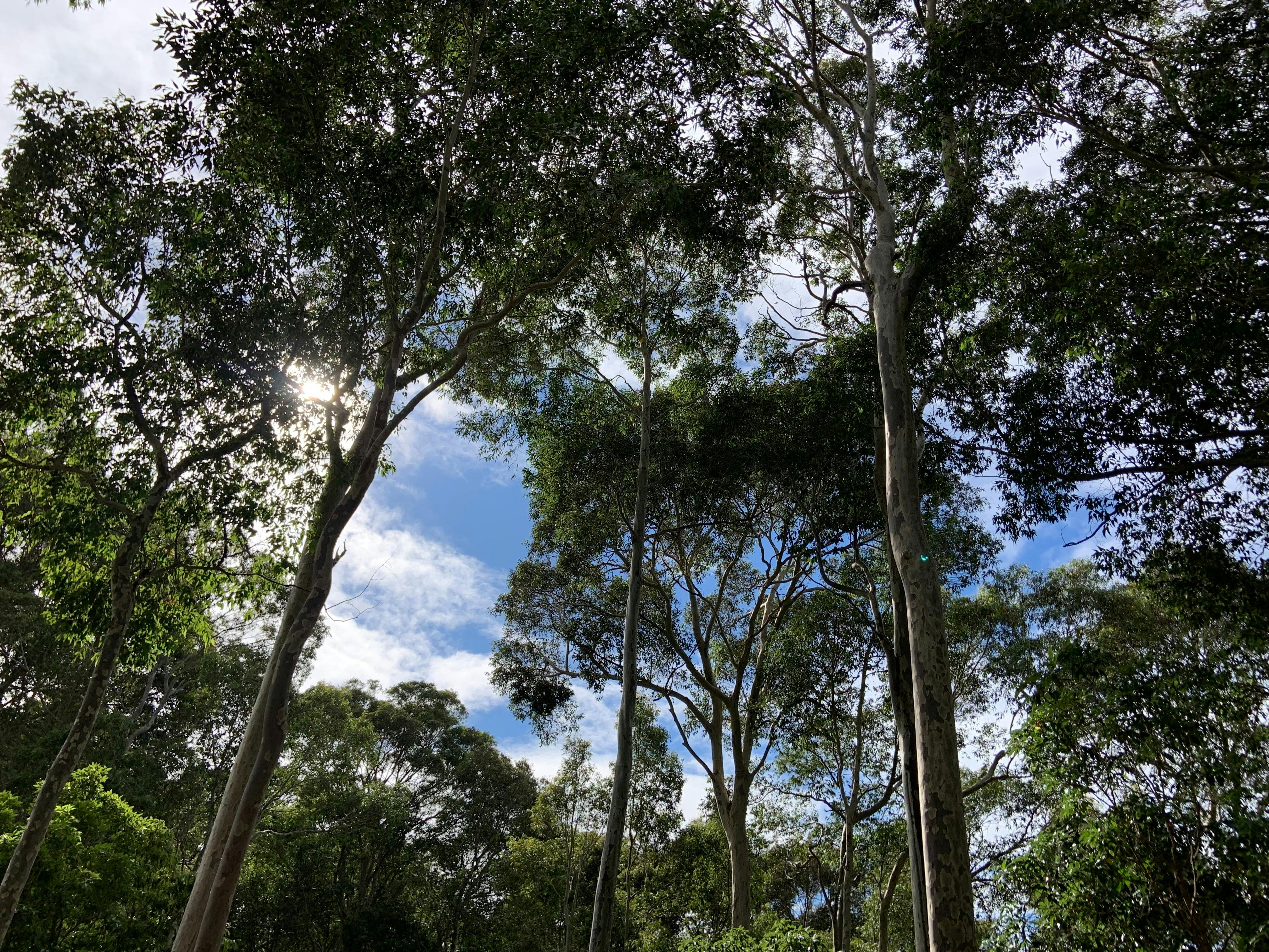 Among the Spotted Gums