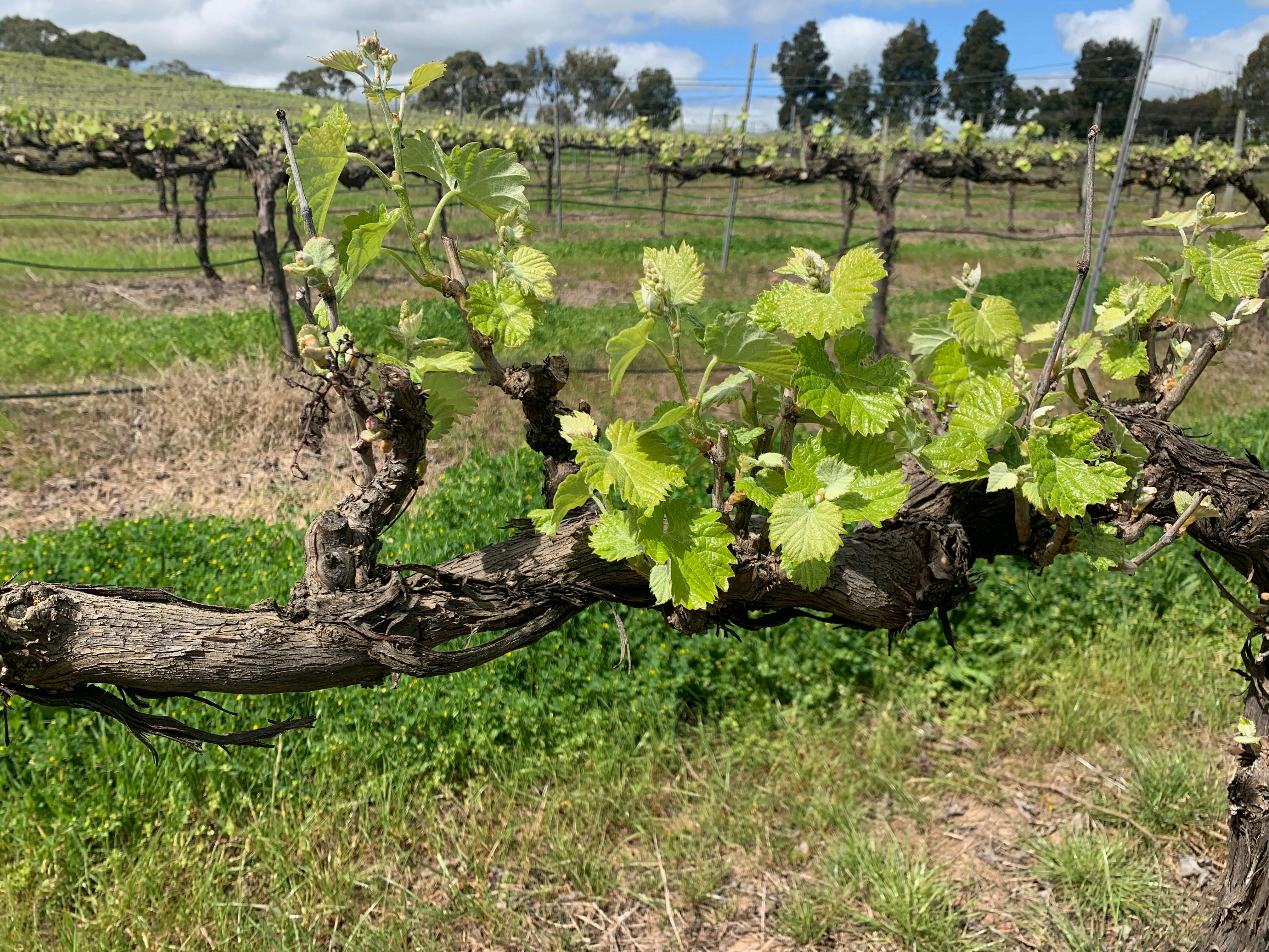 Mataro Vineyard blooming