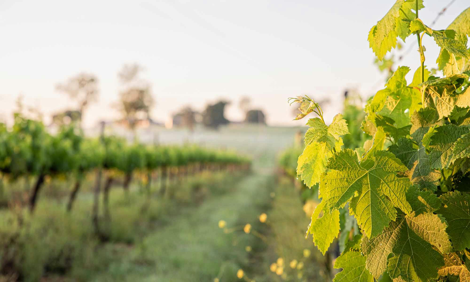 Clovely Estate Vineyard Cellar Door