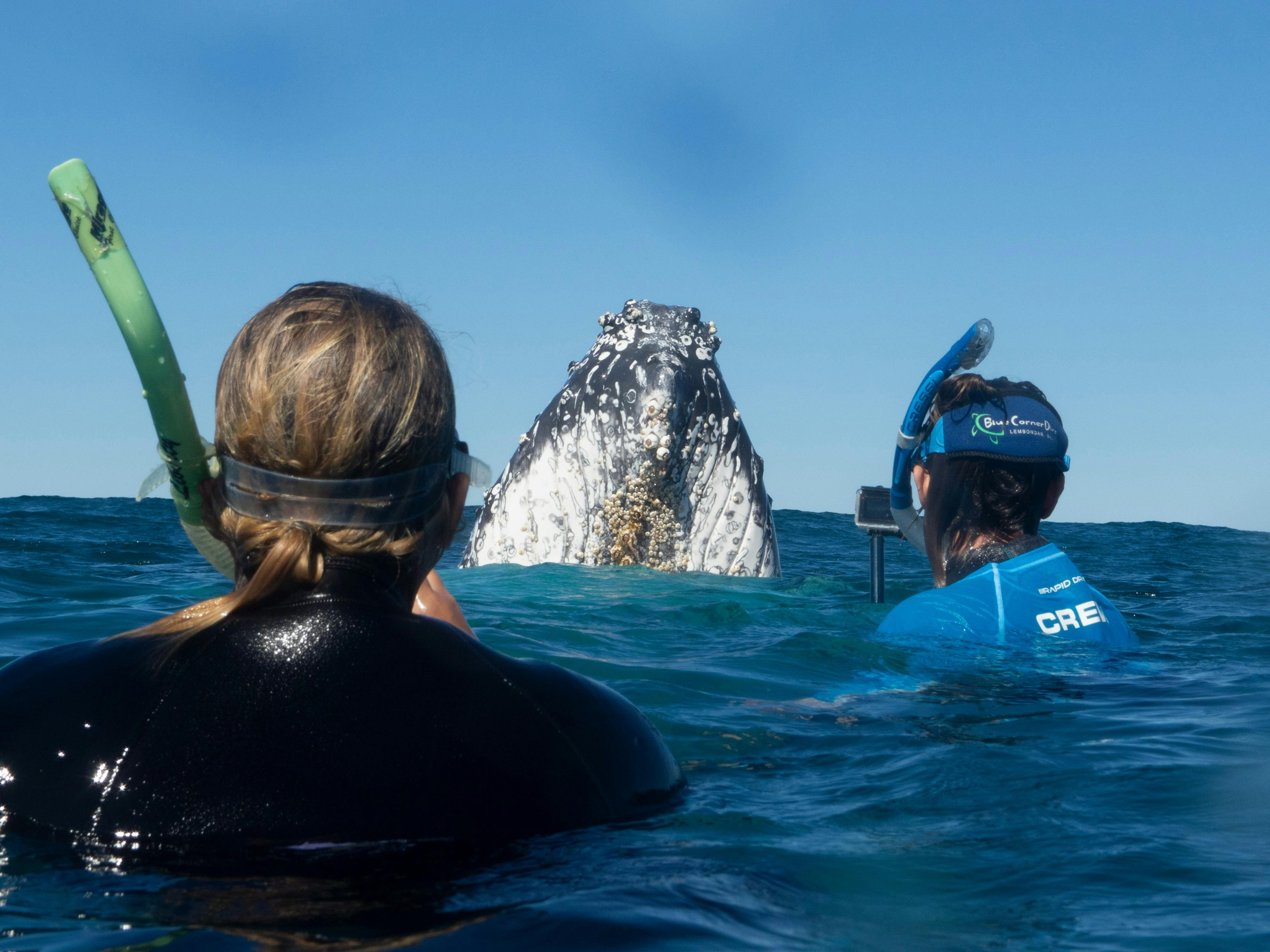 Whale Swim at Coffs Harbour