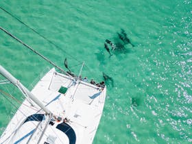 Sunset Charters wild dolphin swim tour on a luxury catamaran in Coffin Bay, Eyre Peninsula.