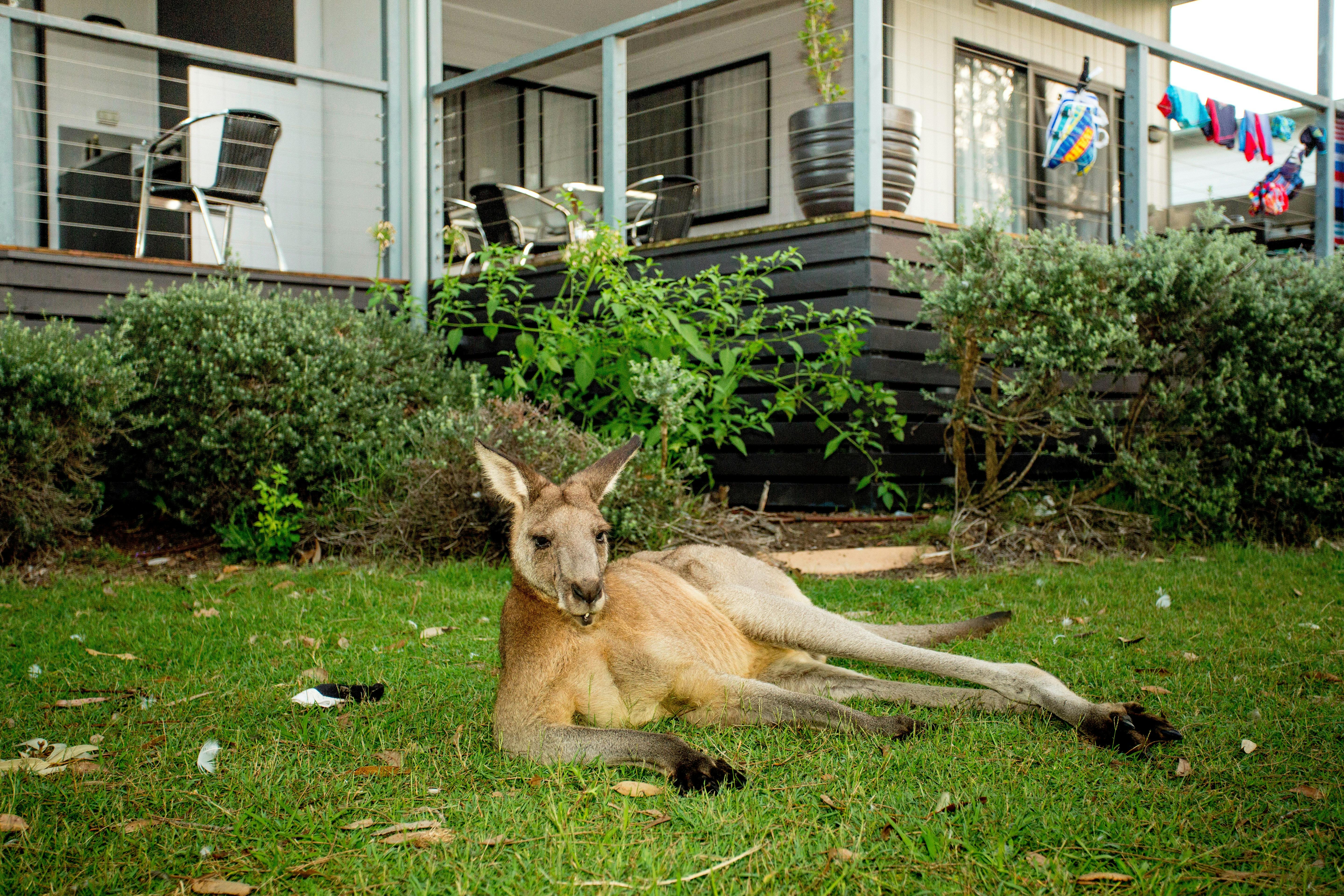 Kangaroo outside cabin