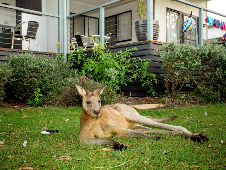 Kangaroo outside cabin