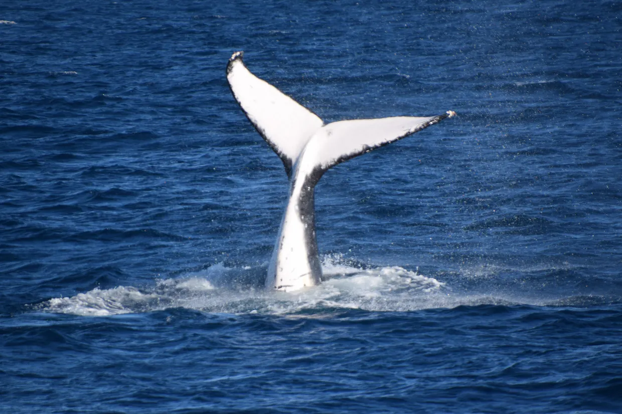 Whale Watching on Whale One - Sunreef Mooloolaba