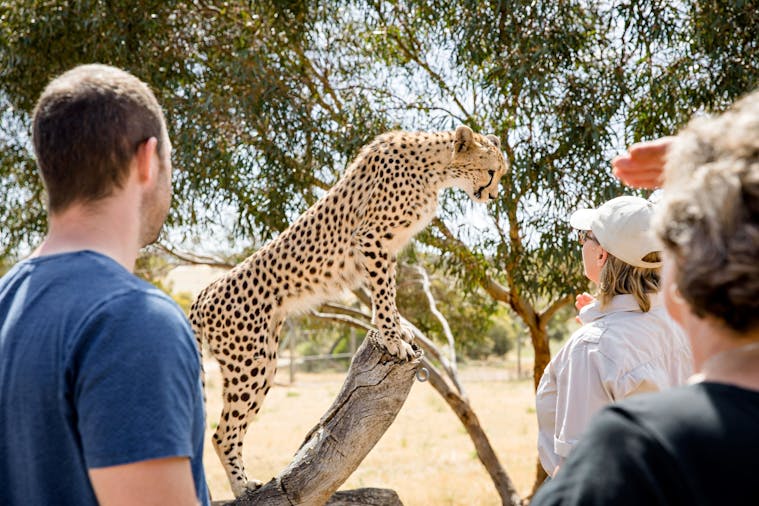Cheetah Experience