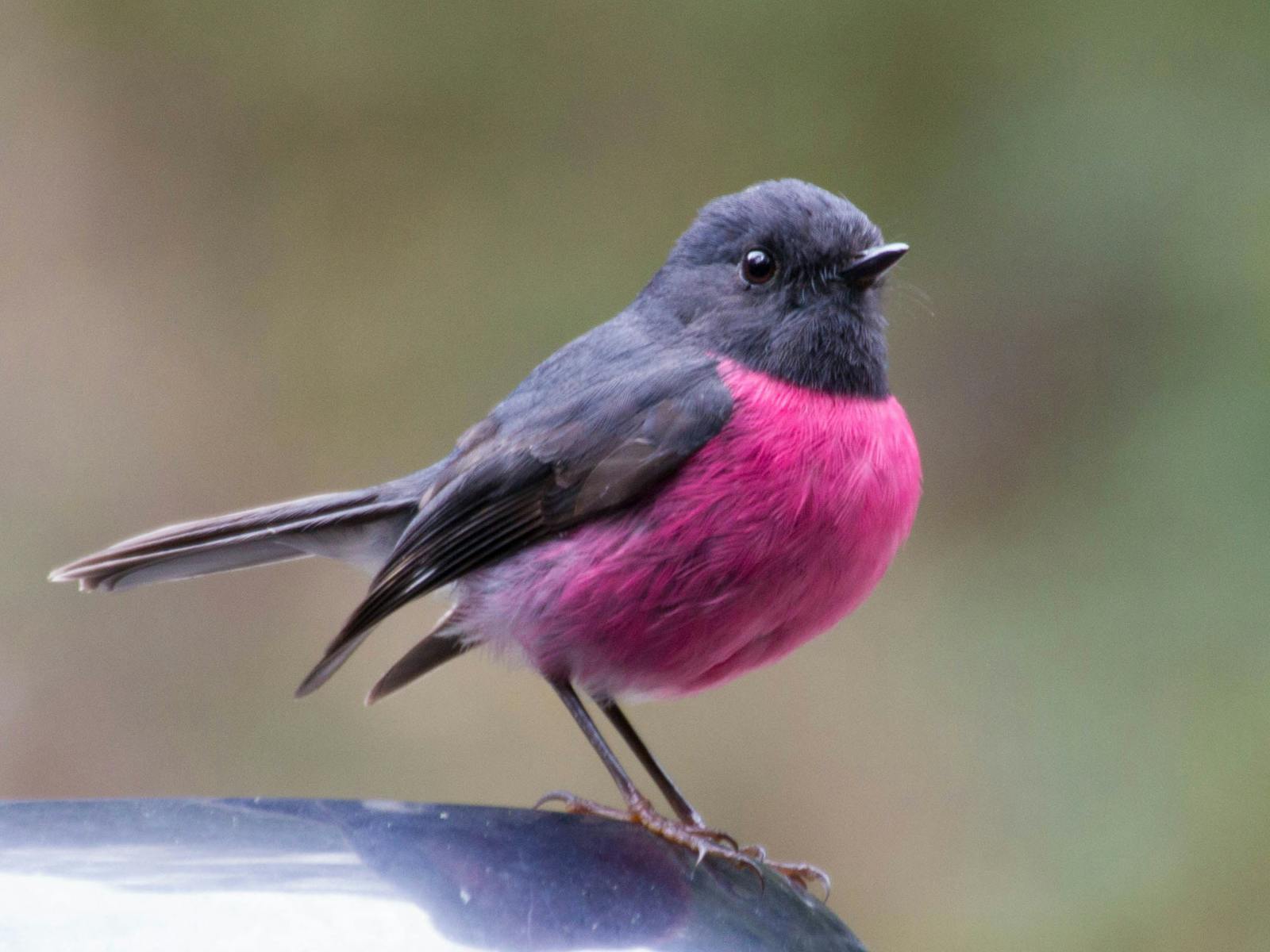 sitting pink robin