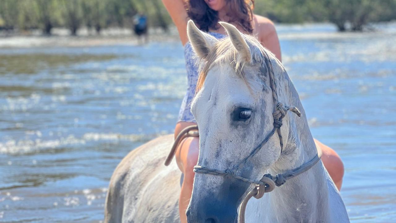 Swim with horses in the Mighty Clarence River
