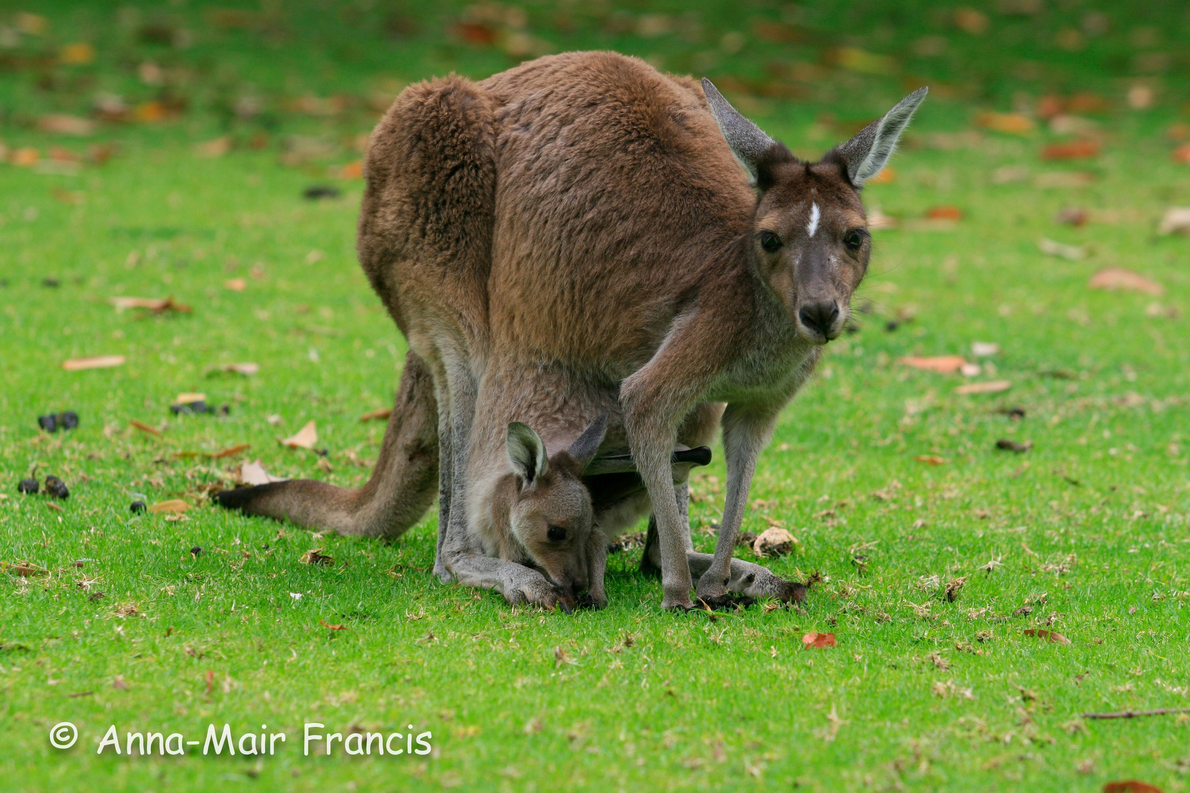 Kangaroo and Joey