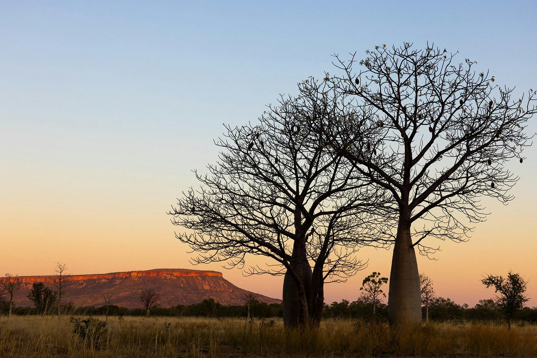 Sunset over the Boab Trees at El Questro Wilderness Park, Gibb River Road
