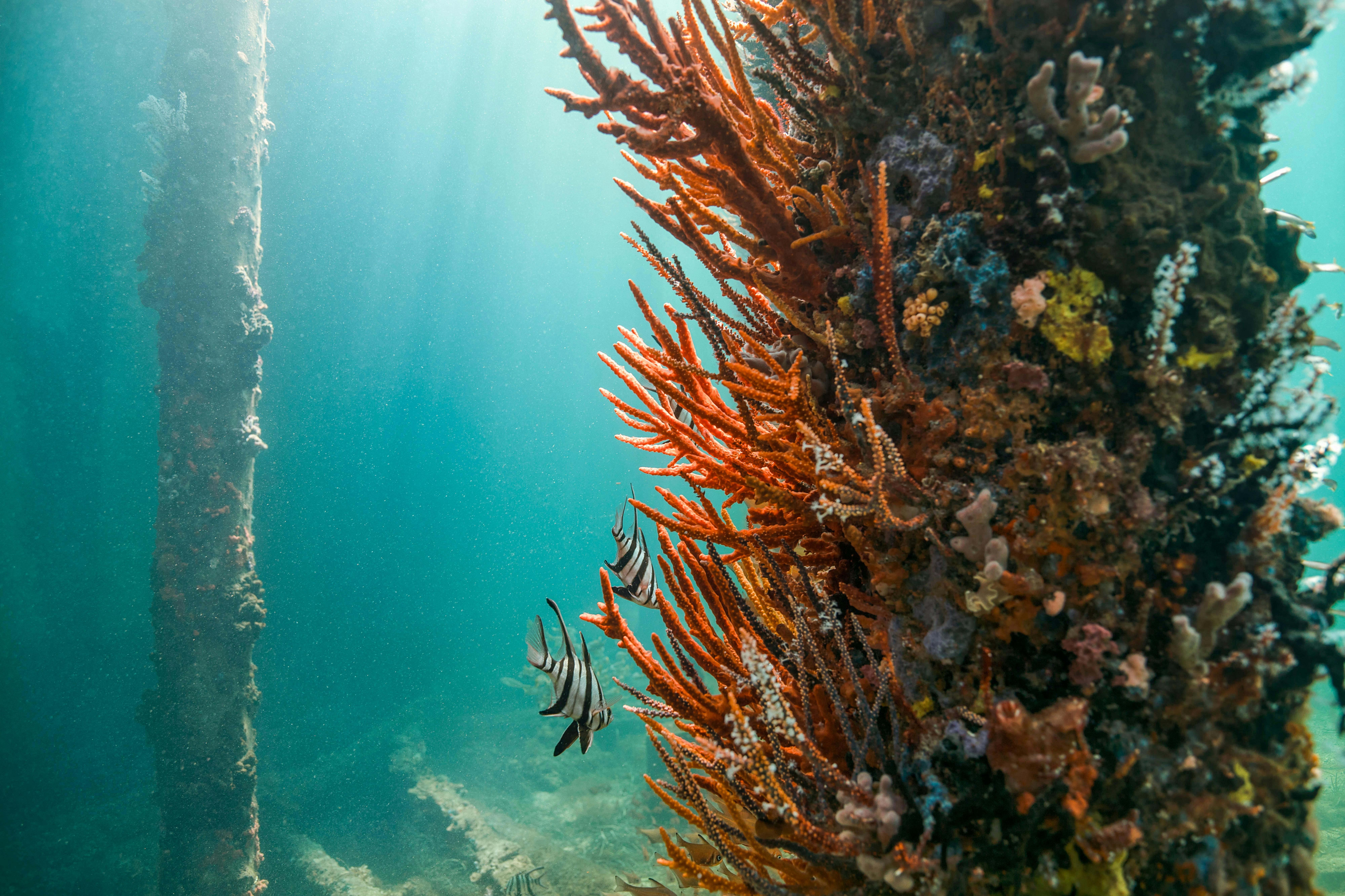 Under Busselton jetty