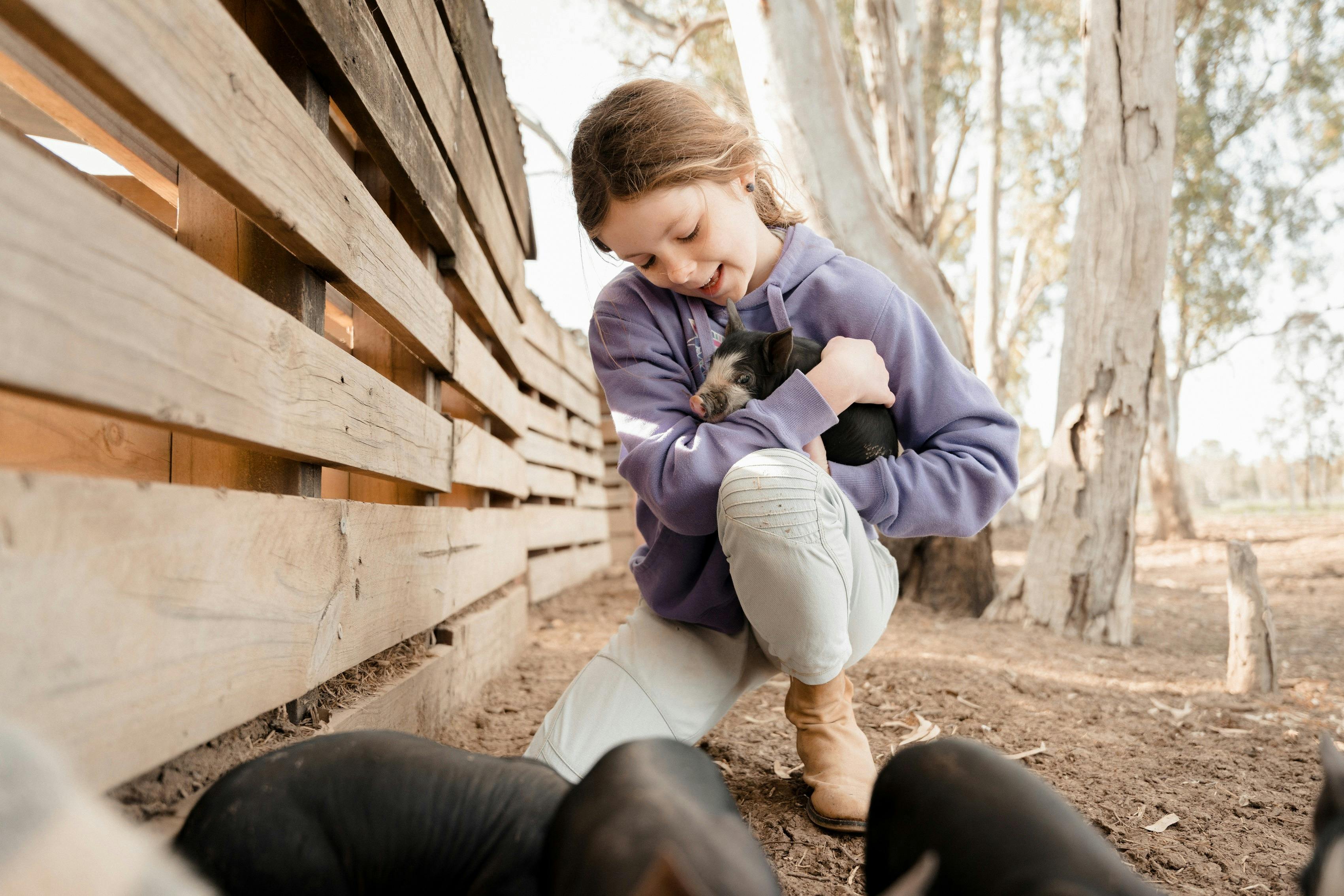 Child meeting piglet at Bundarrah Bershires Barham farm tours