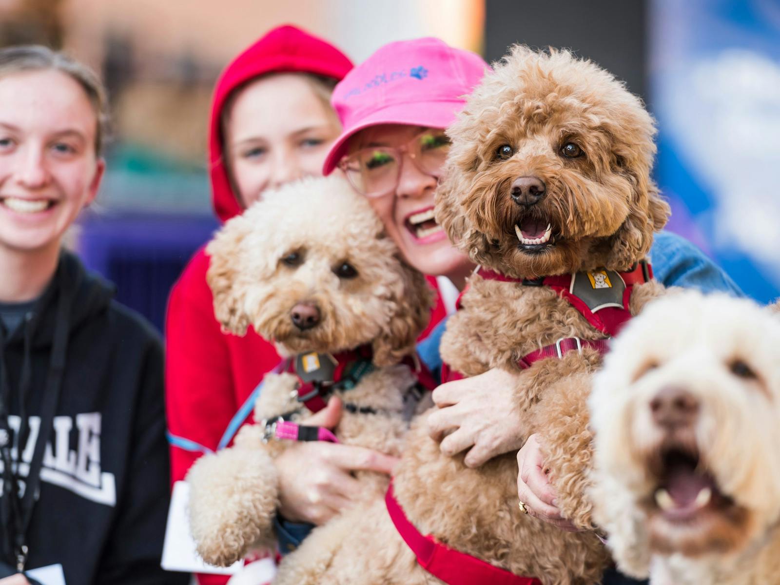 Image for Sydney Dog Lovers Show