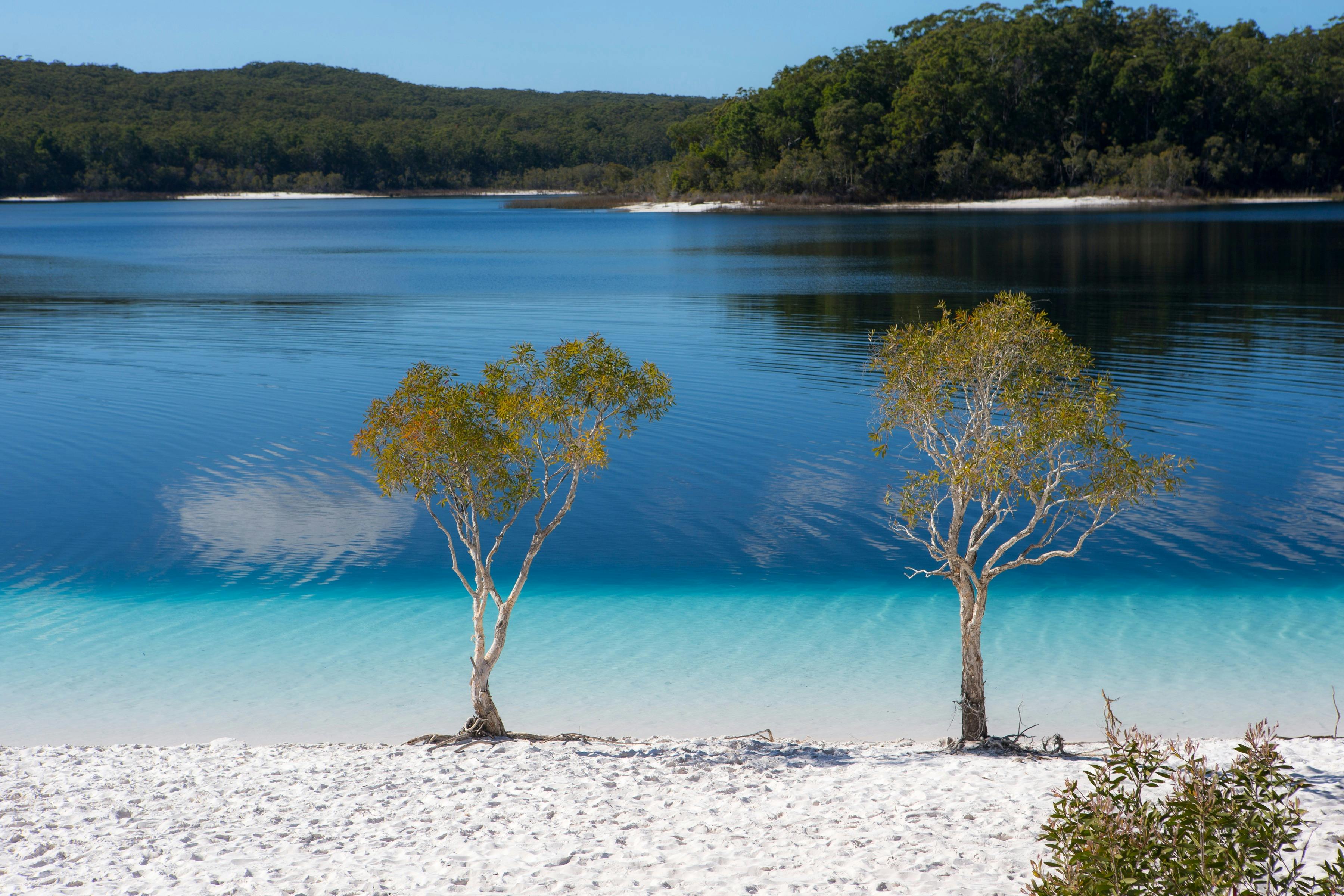 Photo of lake mckenzie on fraser island showing white sand beach and beautiful blue waters edge.