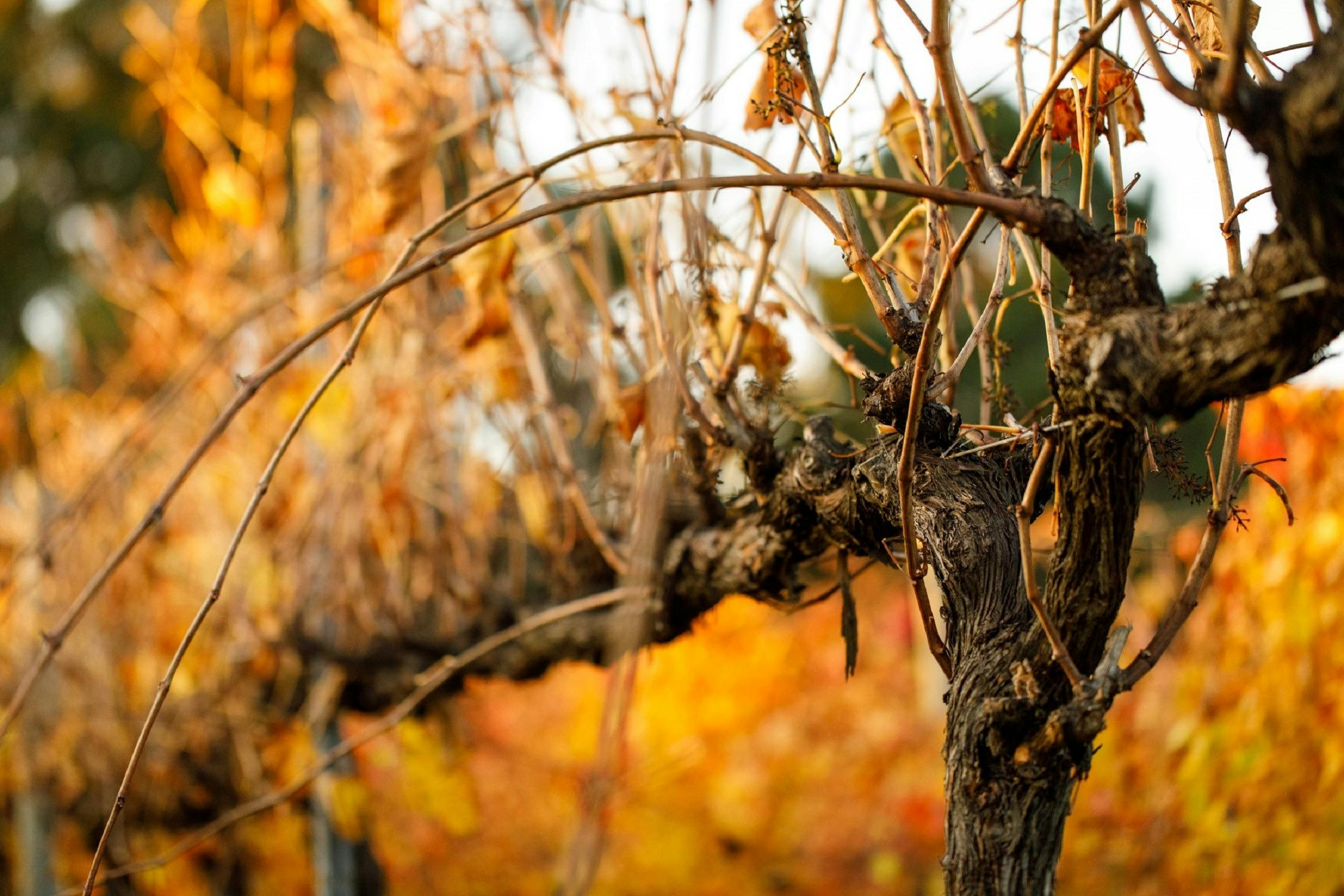 Oakway Estate Wines, Donnybrook, Western Australia