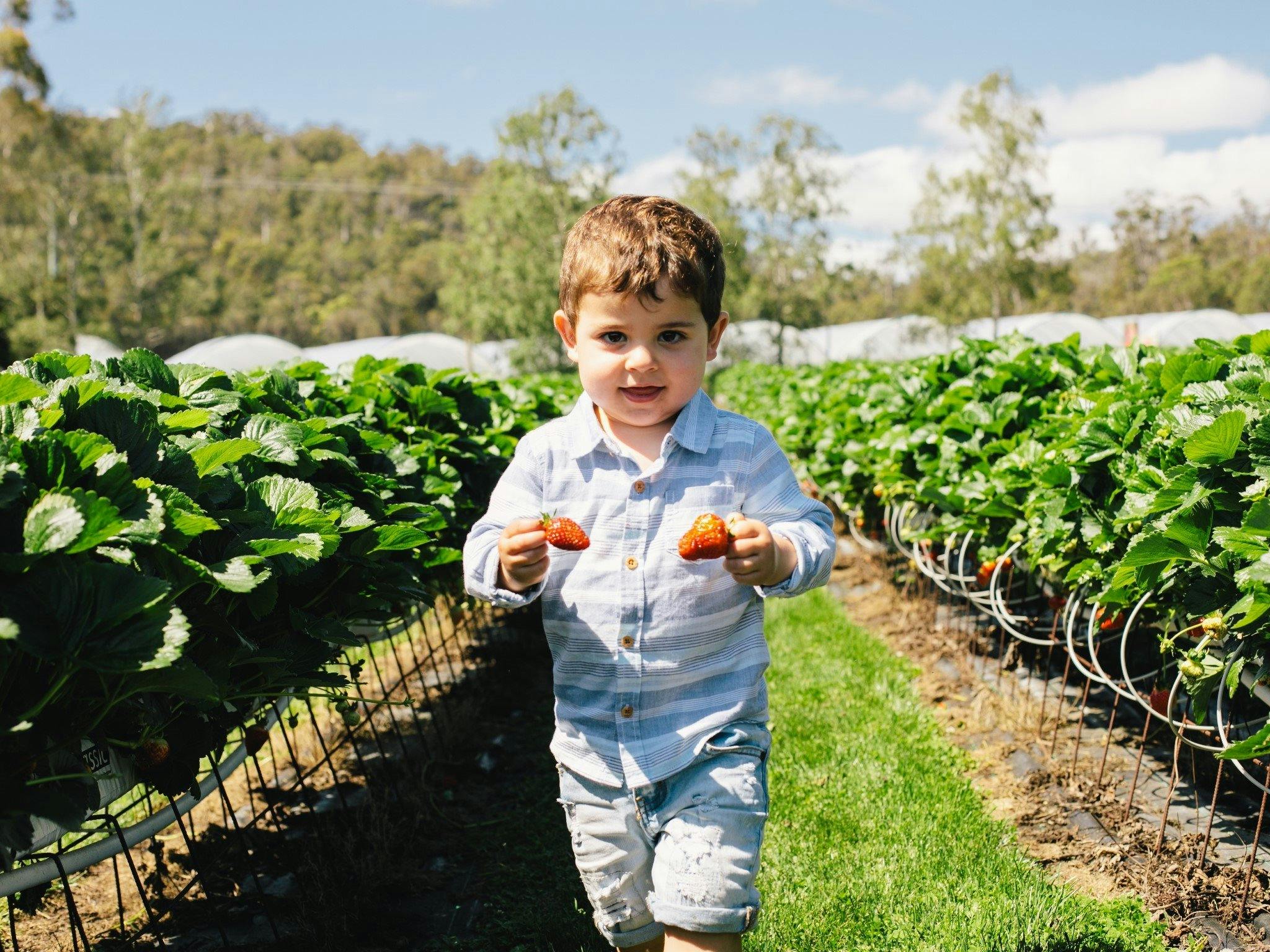 Young boy in a strawberry patch