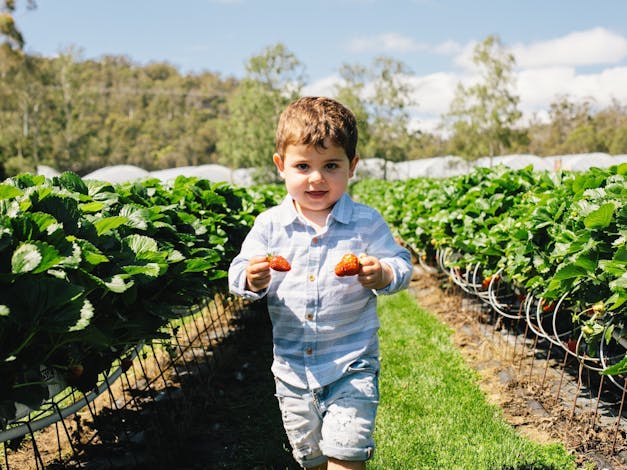 Hillwood Berries Farmgate & Pick Your Own