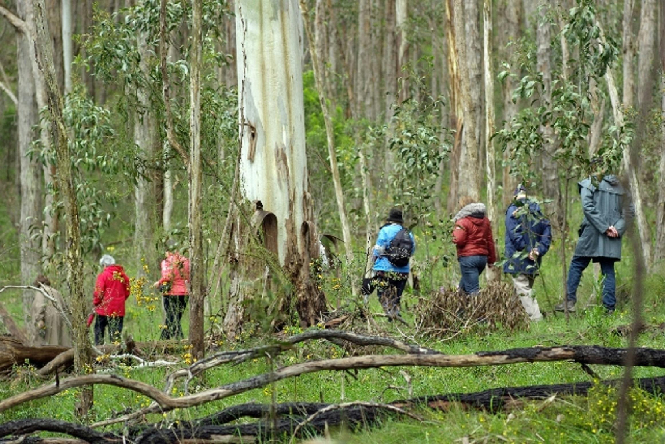 Wildflower walk at Sinclairs Gully