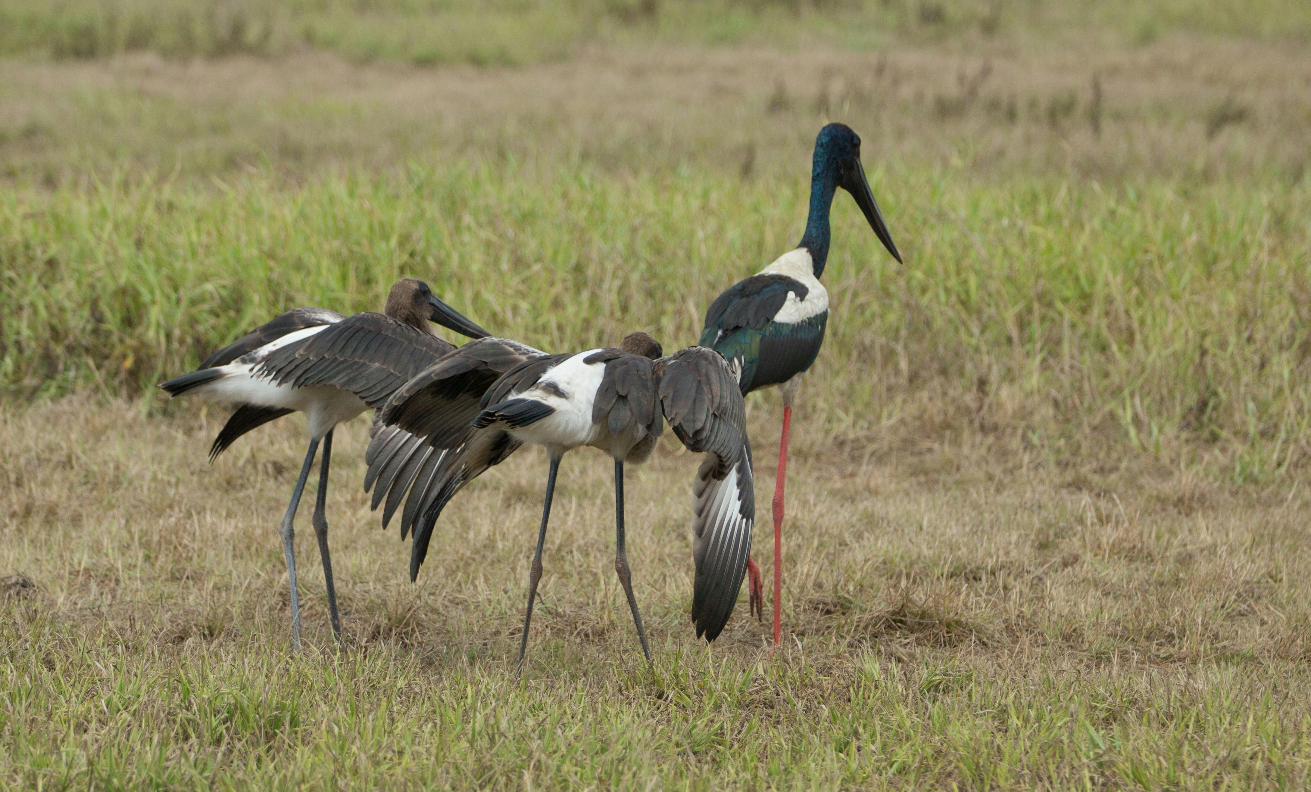 Juvenile Jabiru with parent