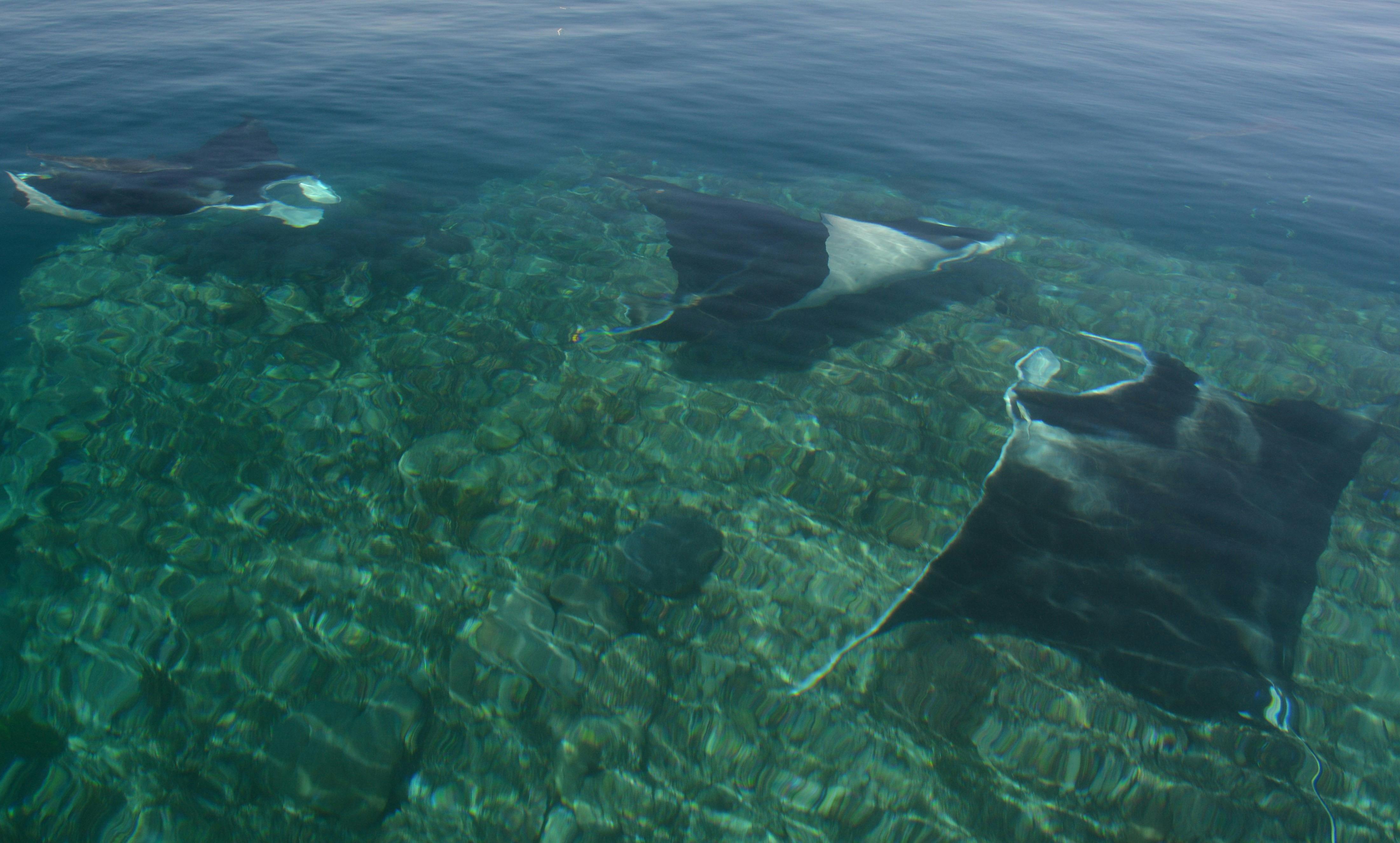 Such magnificent creatures