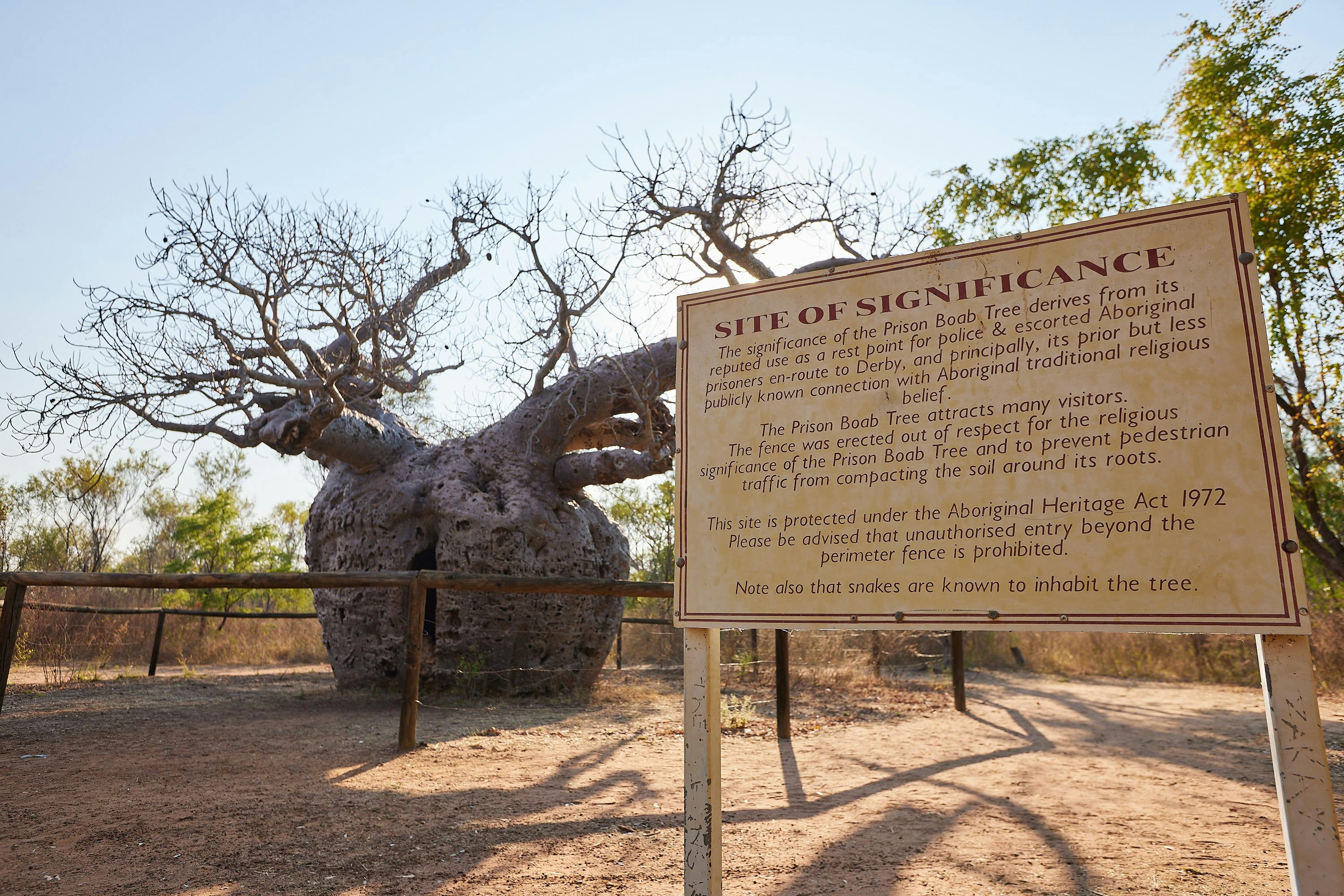Boab Prison Tree