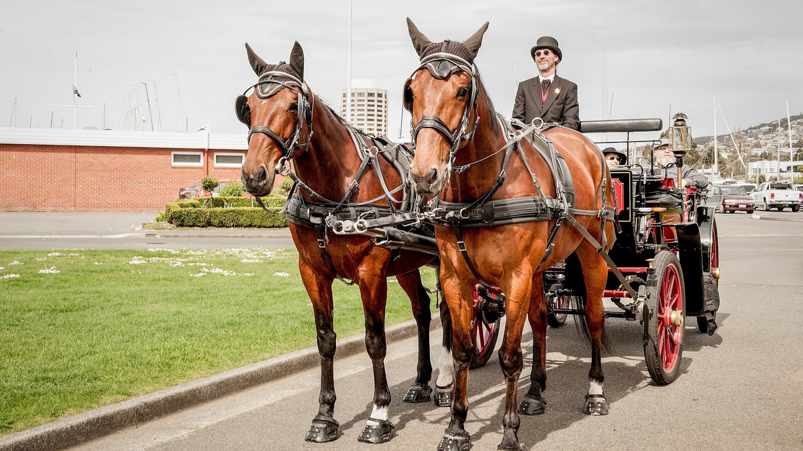 Elvis & Soxy Sandy Bay