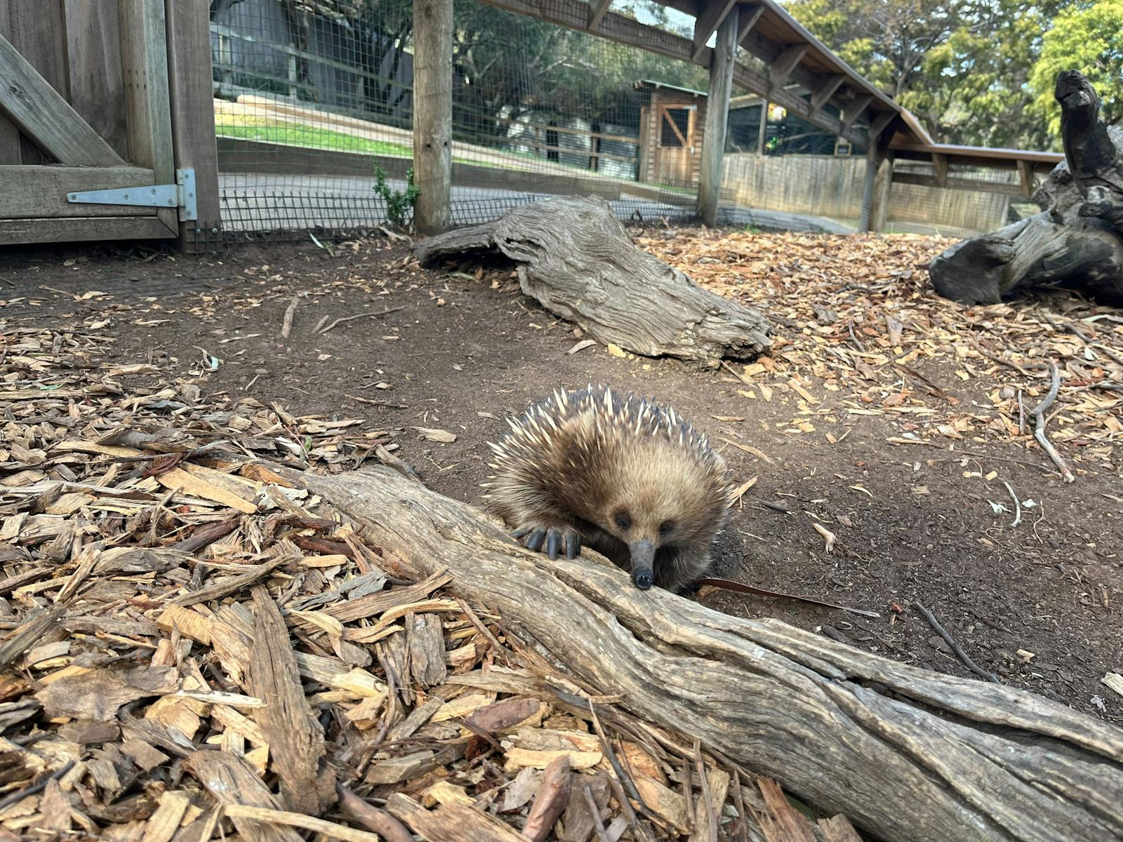 Echidna on a wooden tree trunk