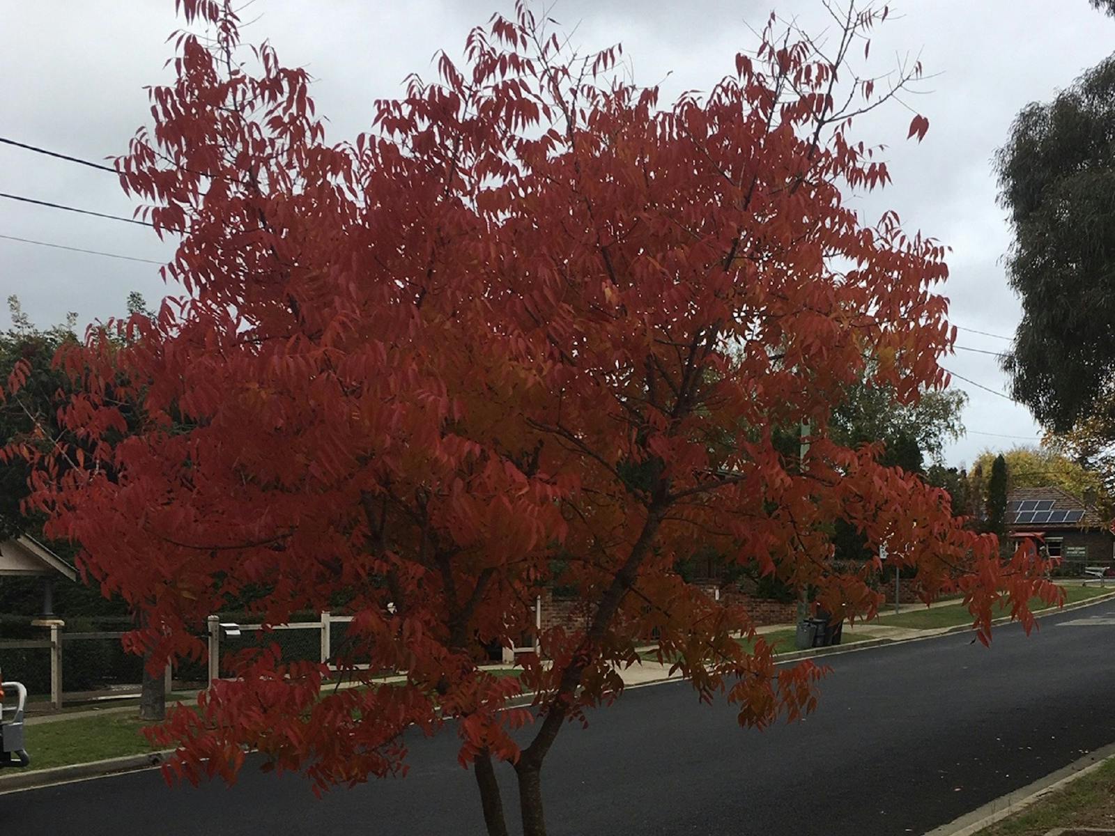 Brillian autumn colours