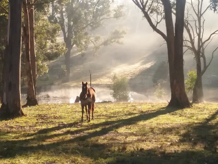 Horse in  early morning mist in the Blue Mountains paddock of Megalong Farm