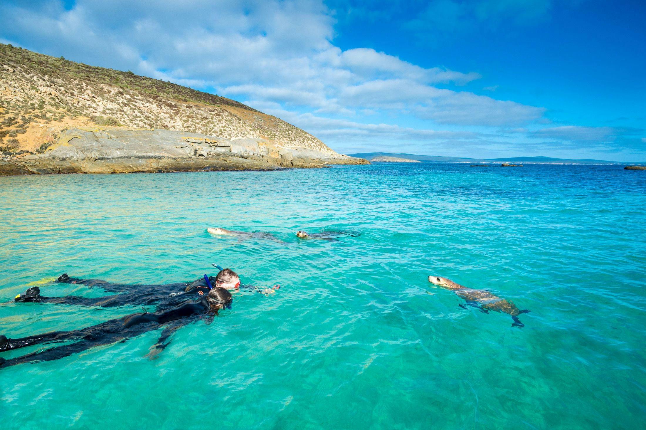 Australian Sea Lion Snorkel