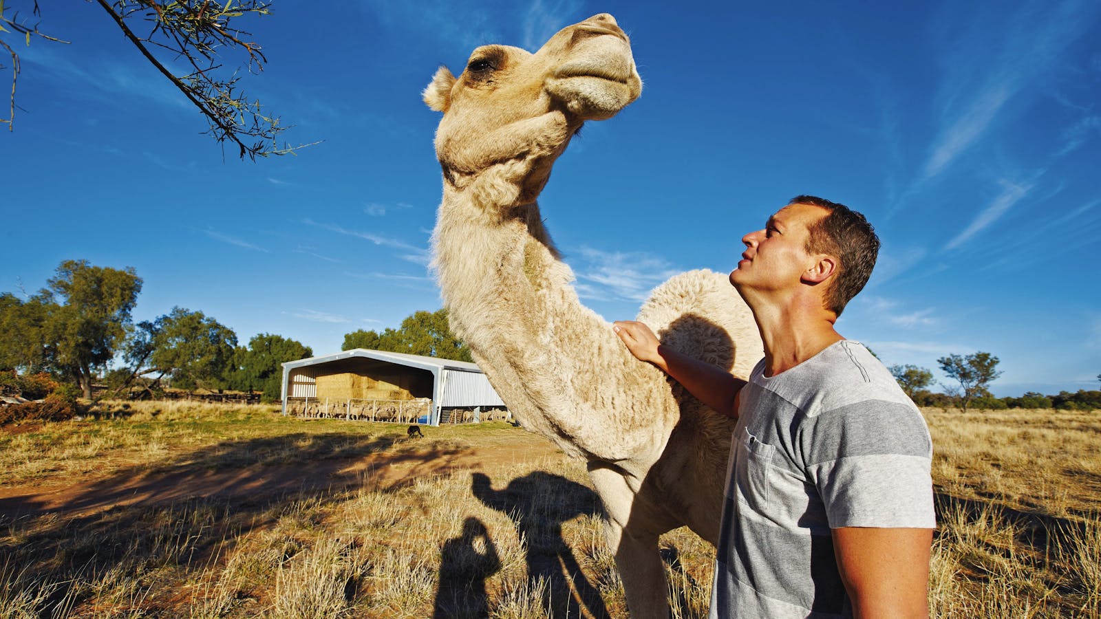 Desert Champions Way: Outback Camel Trail