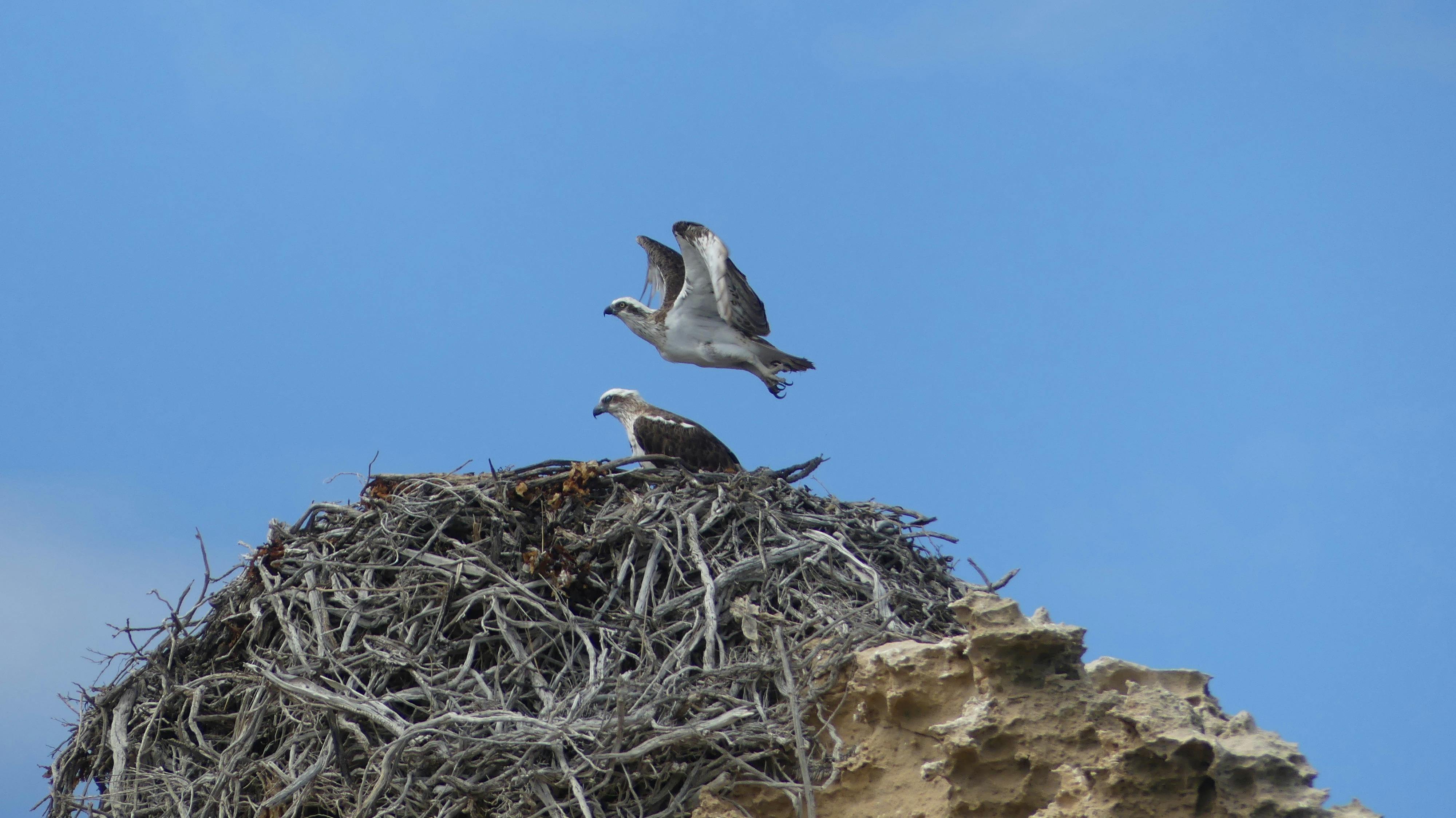 Eastern Osprey - bottom end of Yorke Peninsula