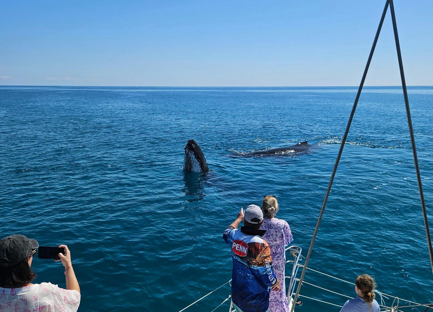 Whale pokes head from the water close to yacht and guests are taking photos.