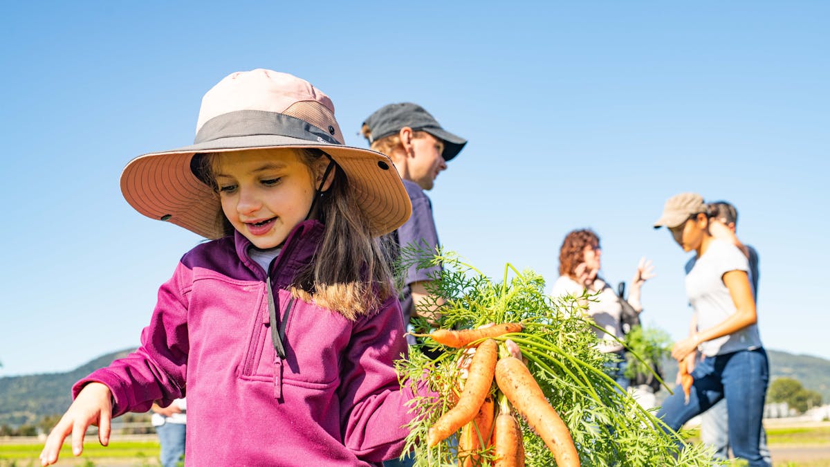little girl holding a bunch of carrots she picked straight from the ground at Kalfresh Vegetables