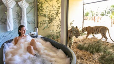 Tiger bath