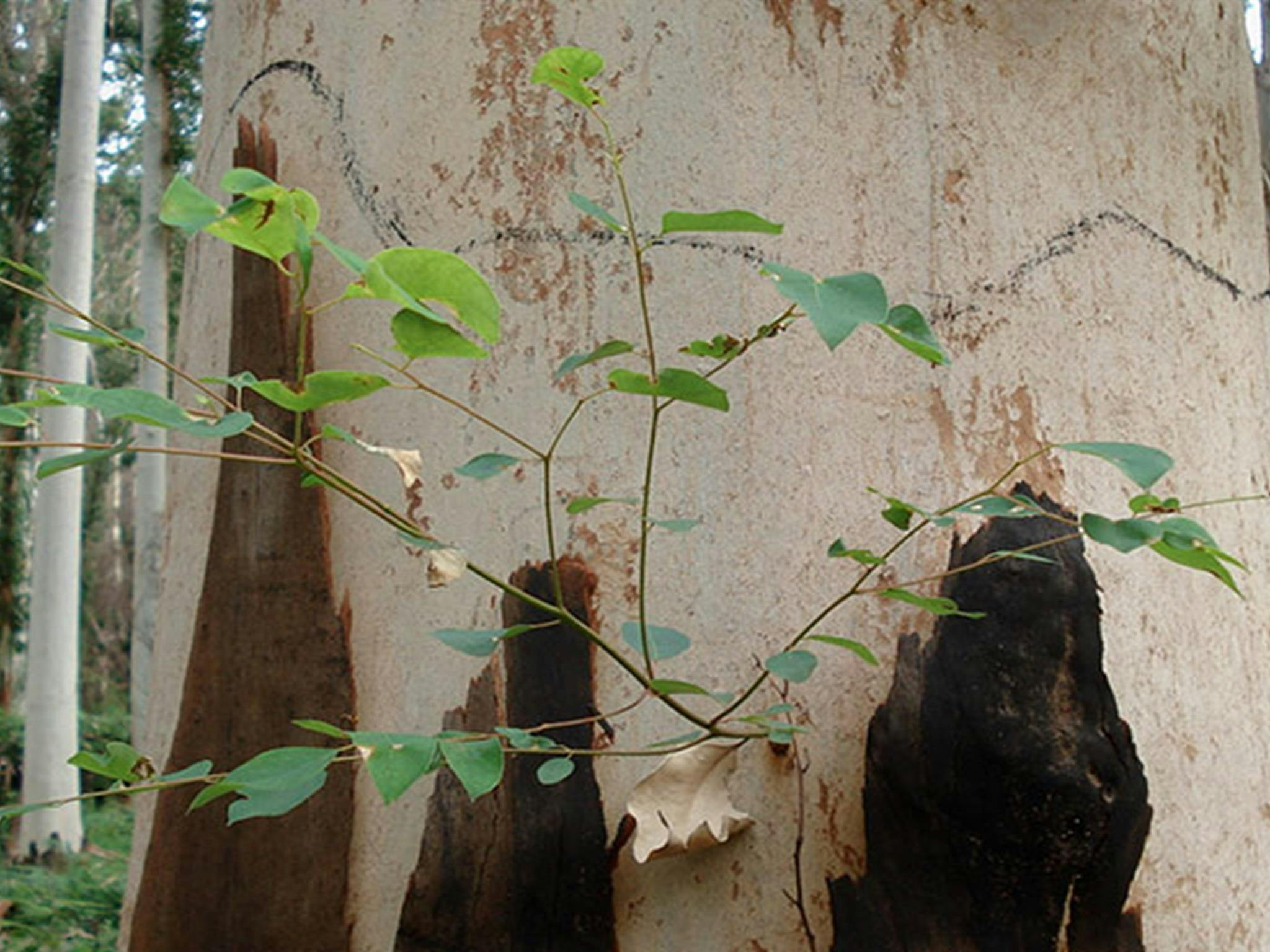 Campingplatz Acacia Flat, Blue Mountains Nationalpark. Foto: A. Gliddon/Regierung von New South Wales.