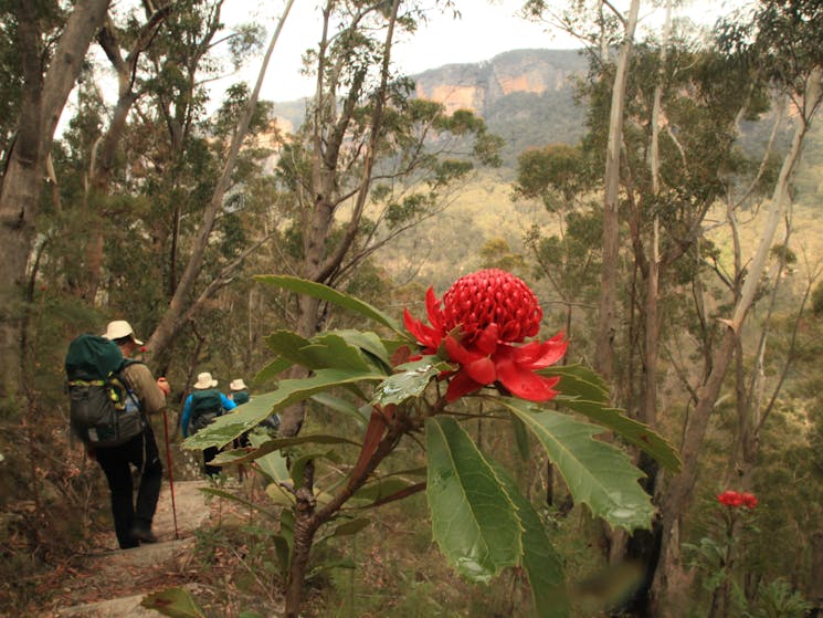 Waratah flowering in the Grose Valley, Blue Mountains National Park