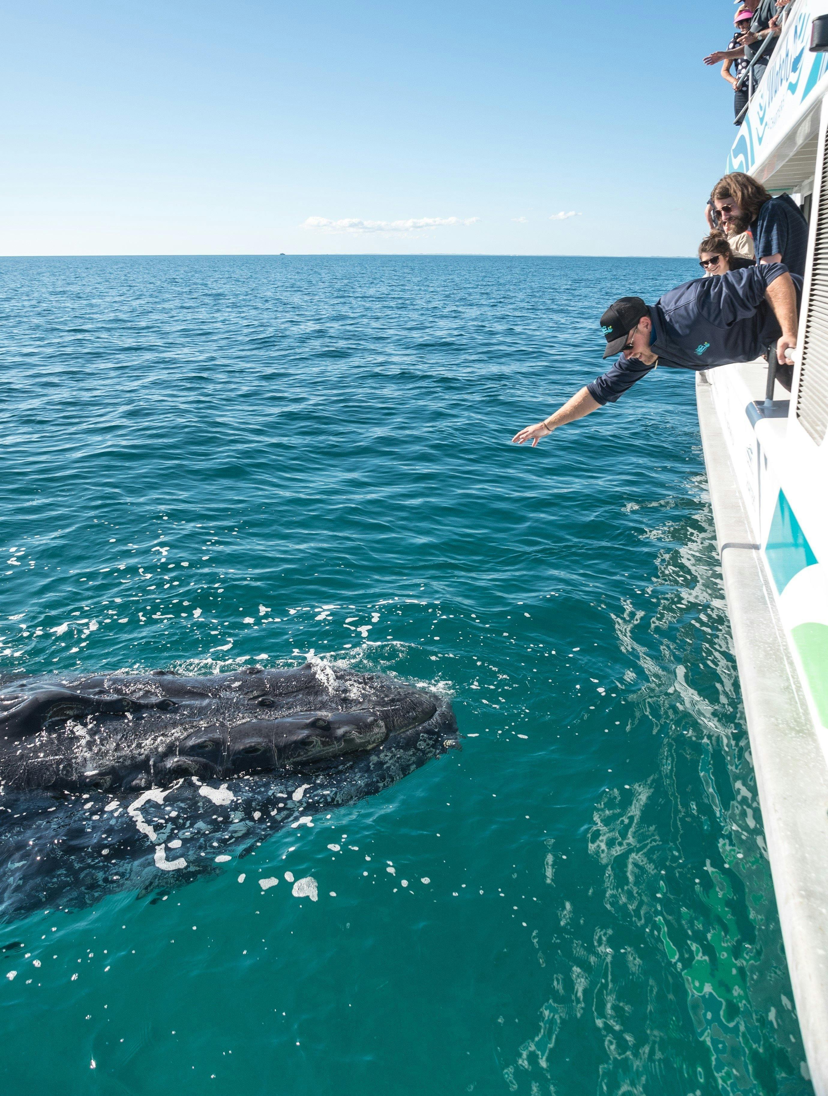 Hervey Bay Whale Watch Quick Cat II Visit Fraser Coast