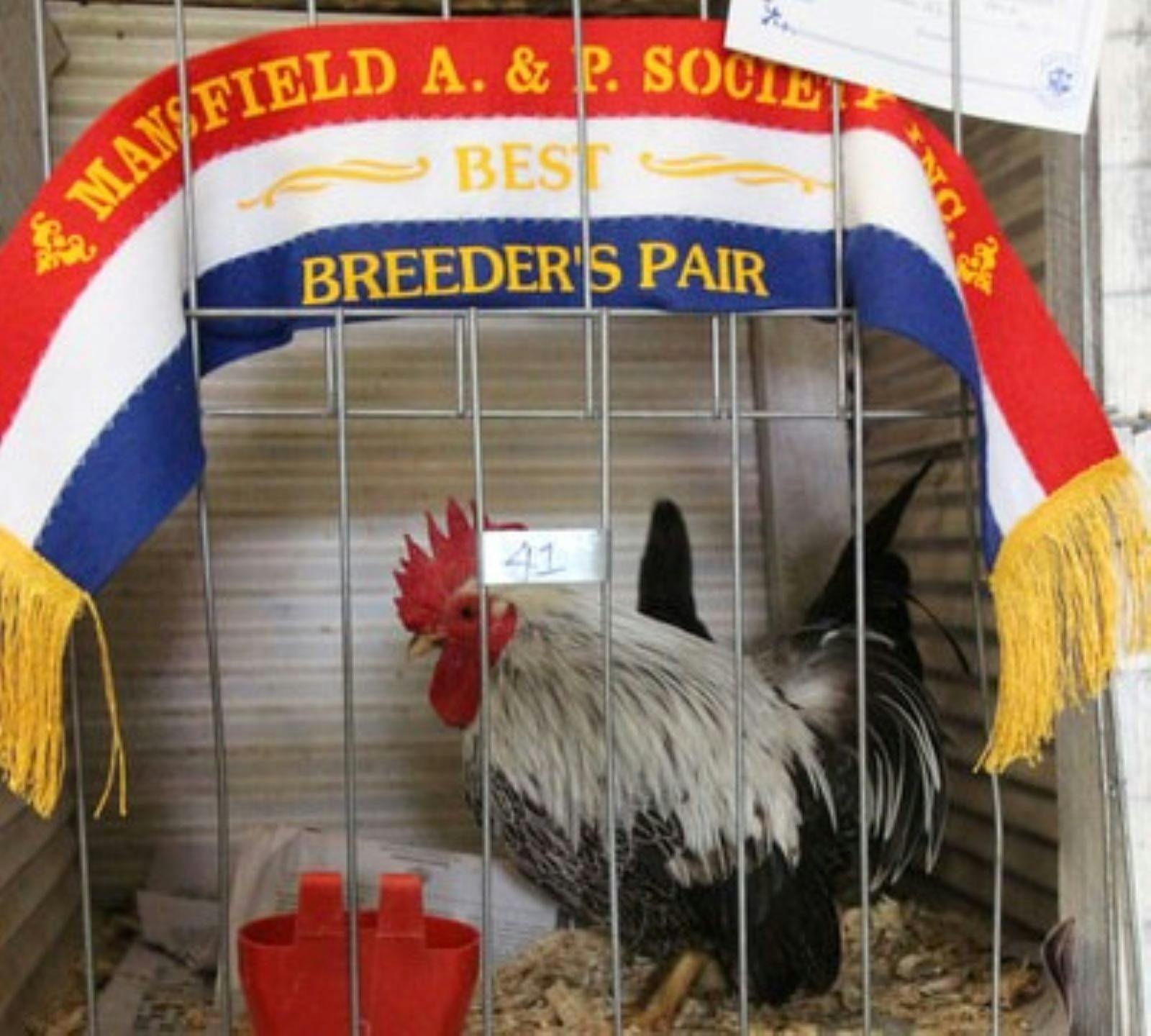 Poultry Mansfield Show