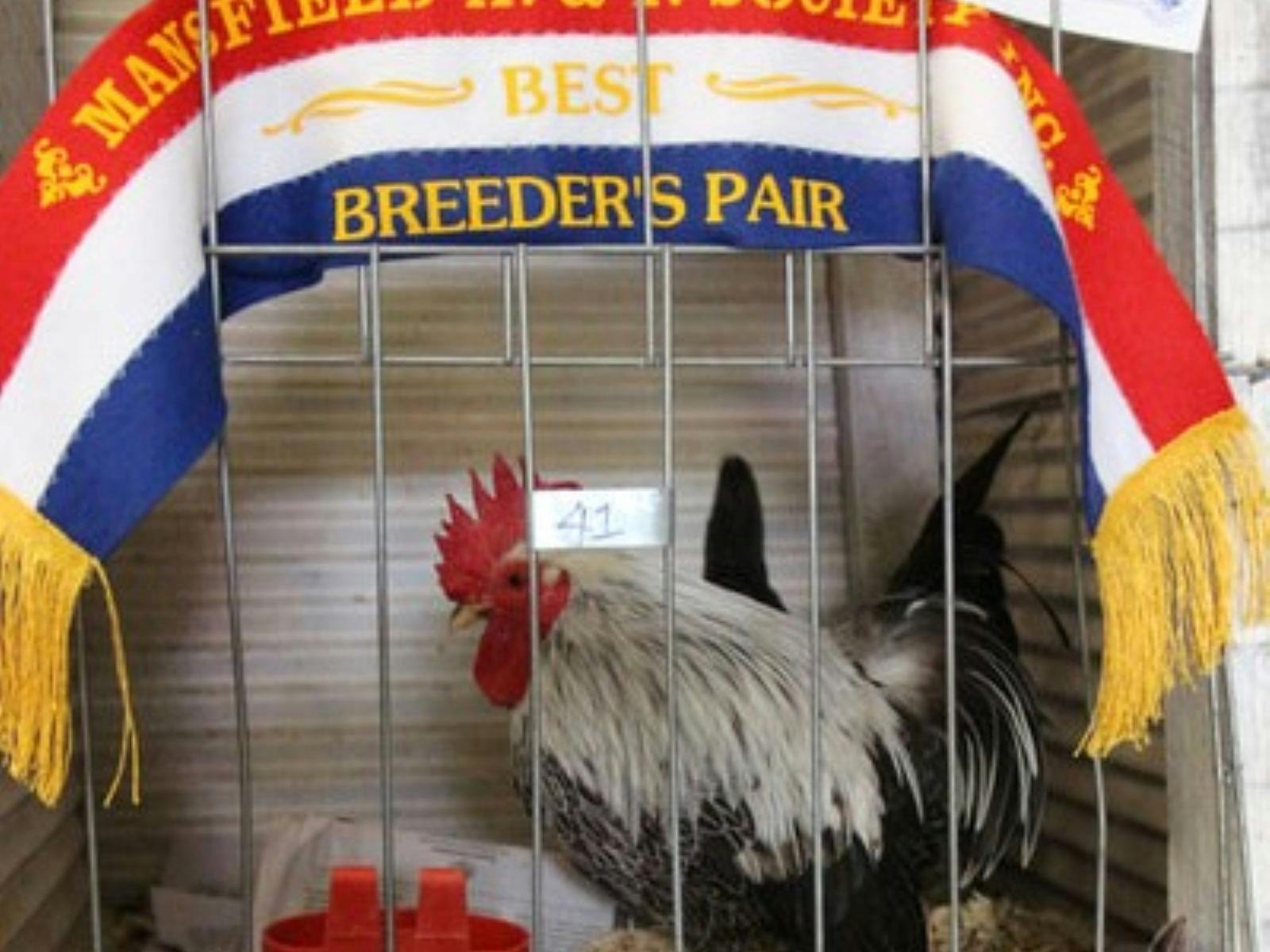 Poultry Mansfield Show