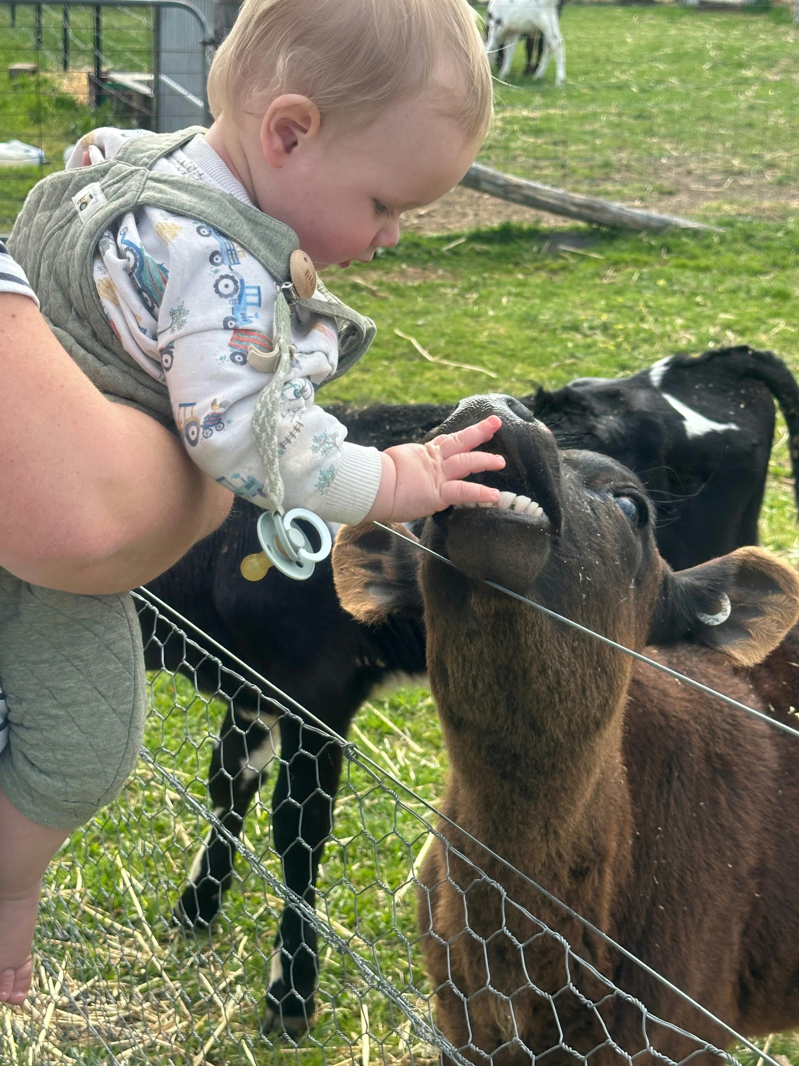 Even if mum hold up up the calves still love attention