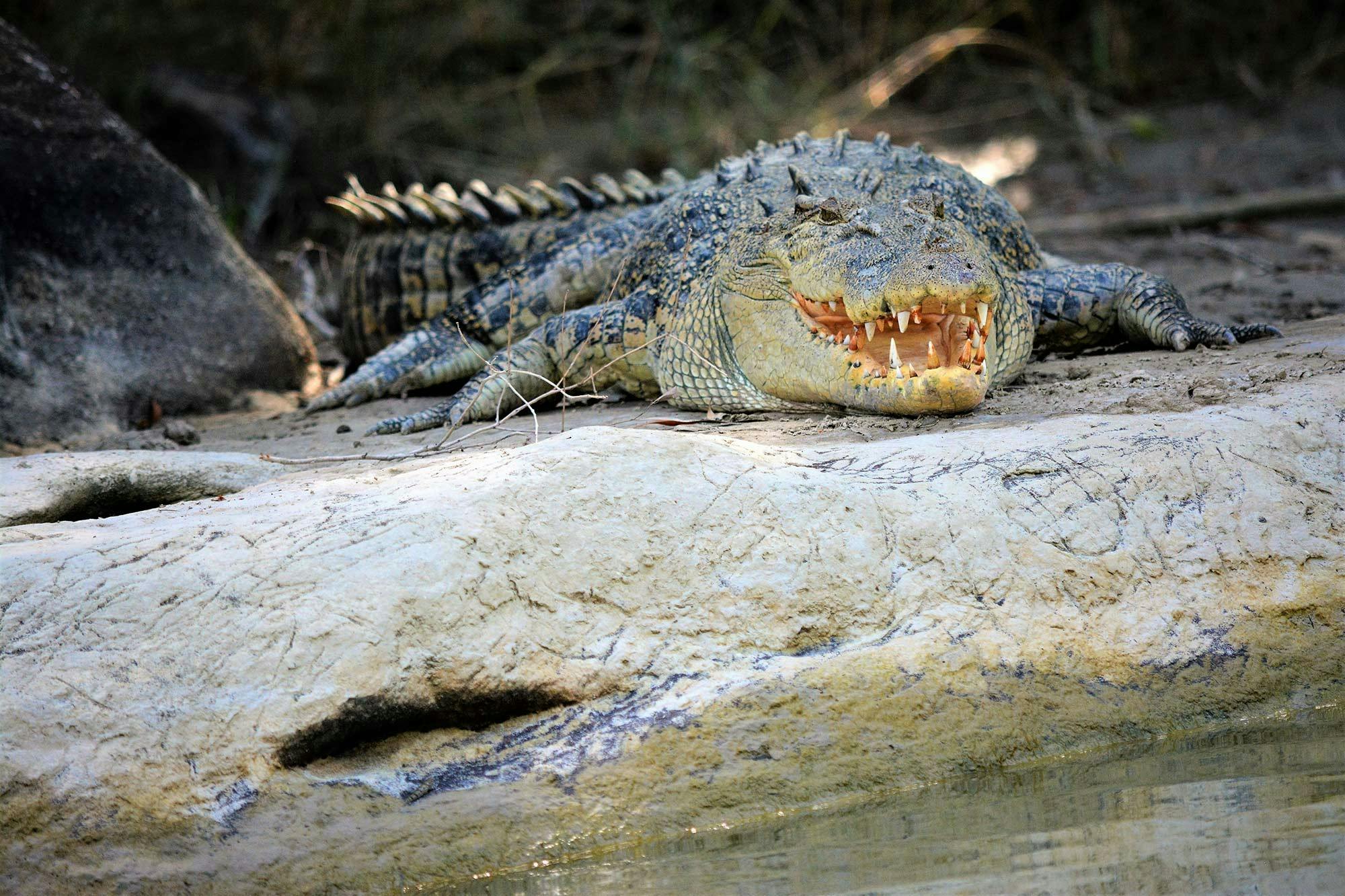 Saltwater crocodile on the river bank