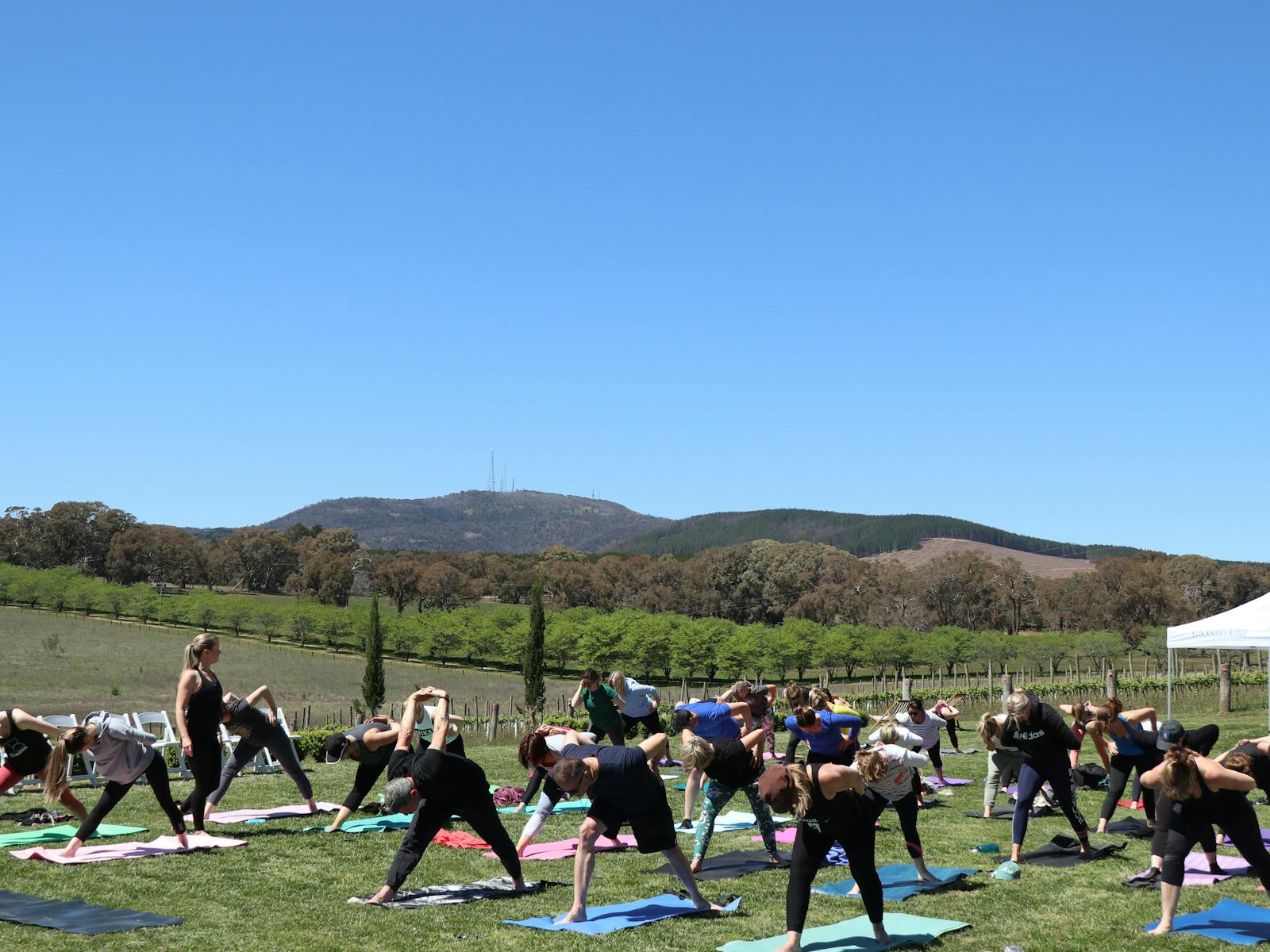 Image for Yoga In The Vines Orange