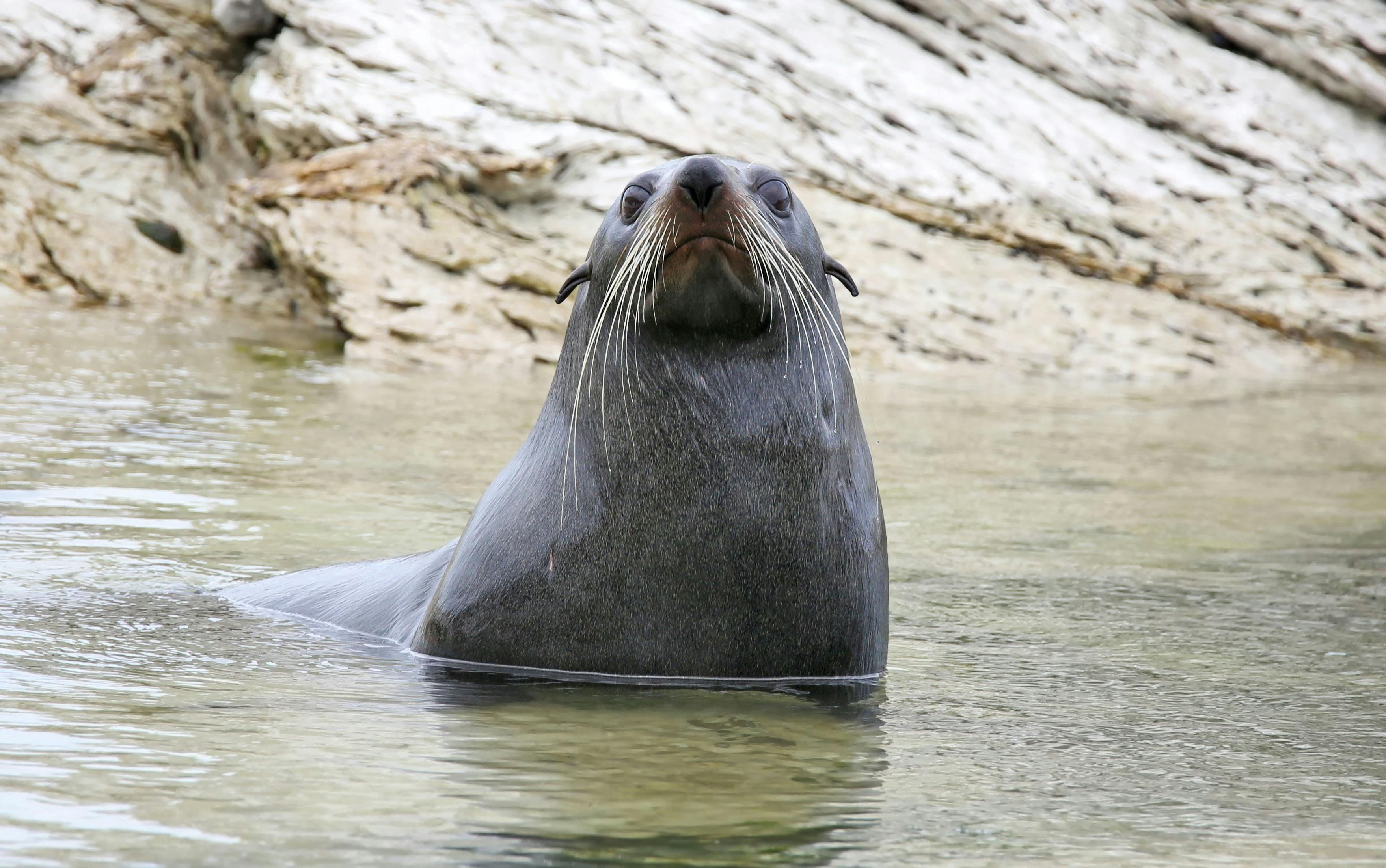 Seal in the tamar river